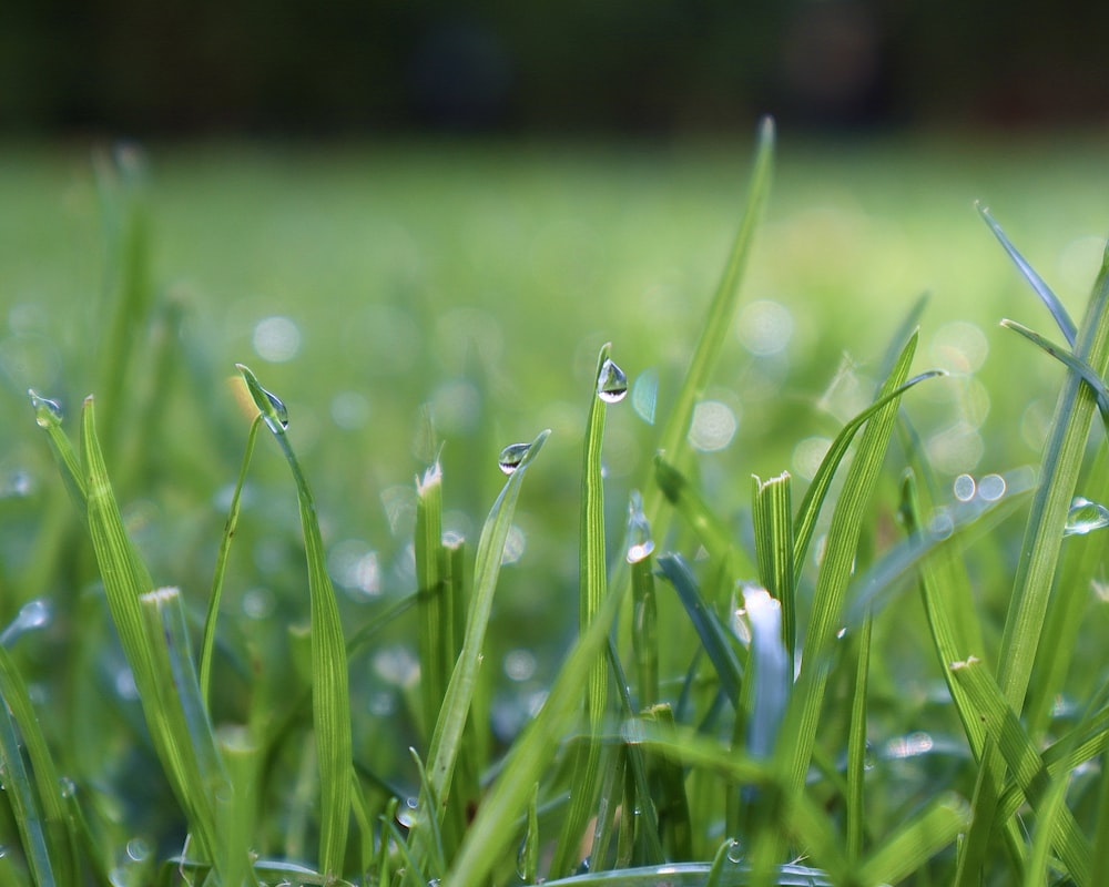 water dews on grasses