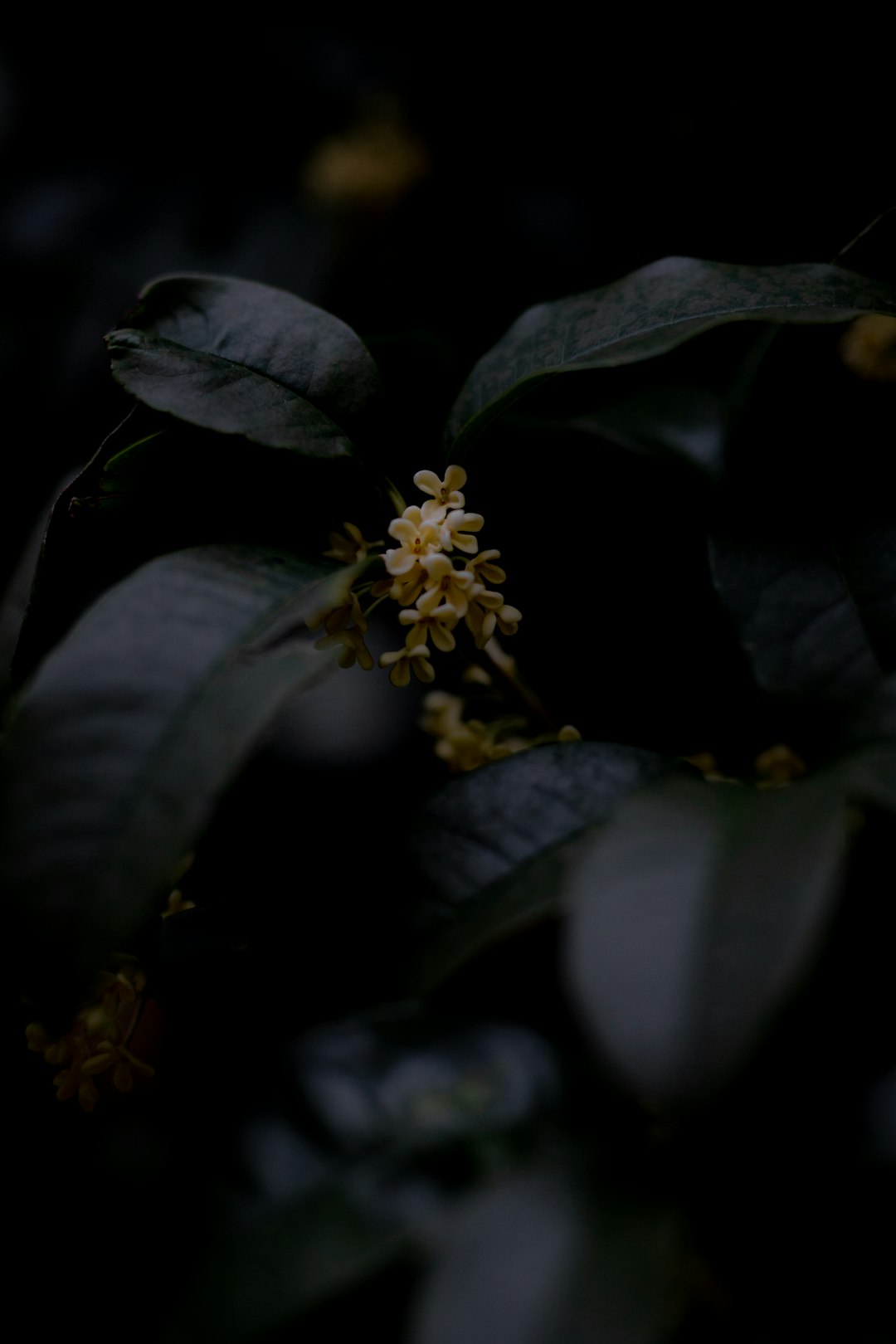 white flowers and green leaves