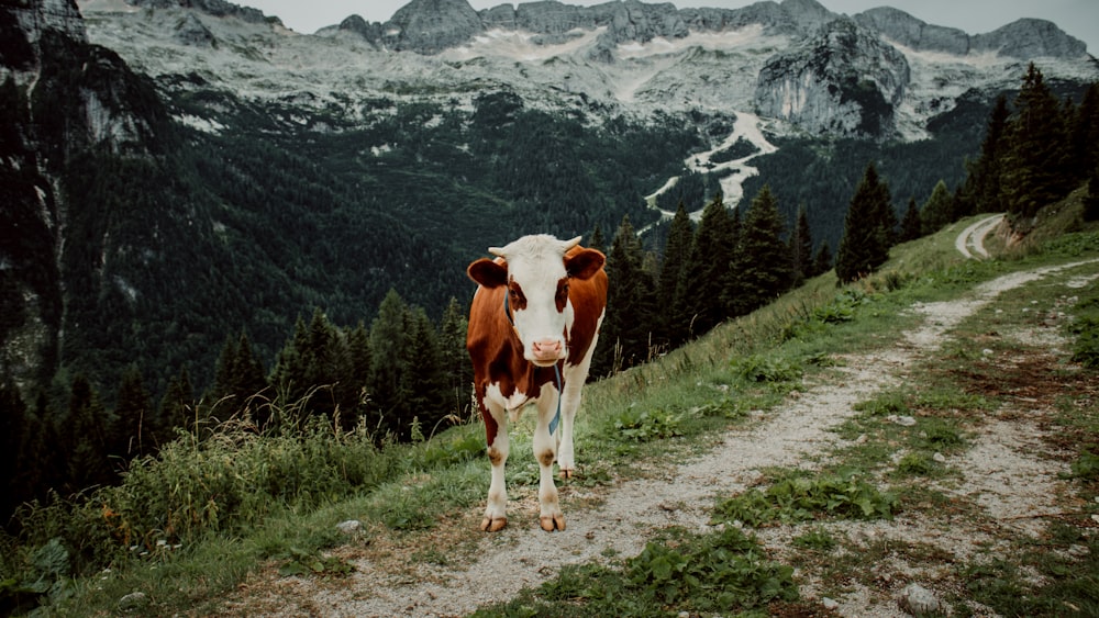white and brown cow