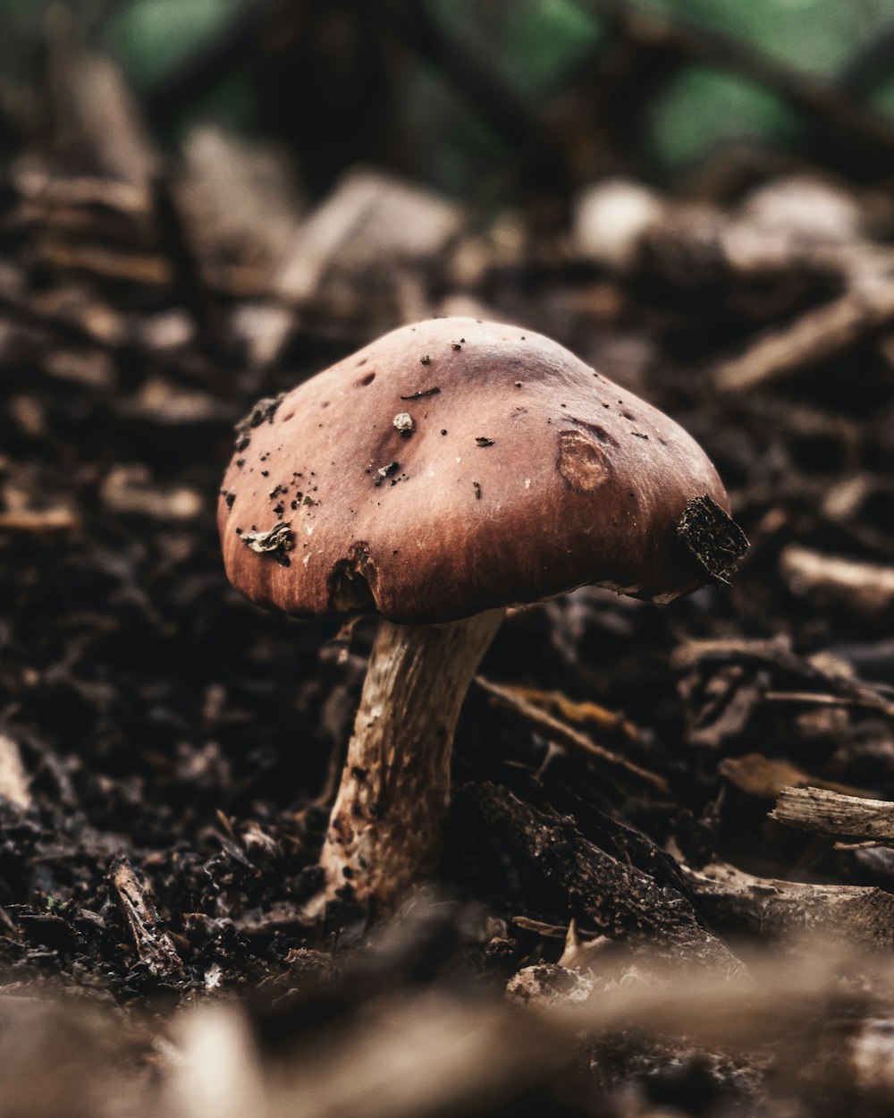 brown mushroom on ground