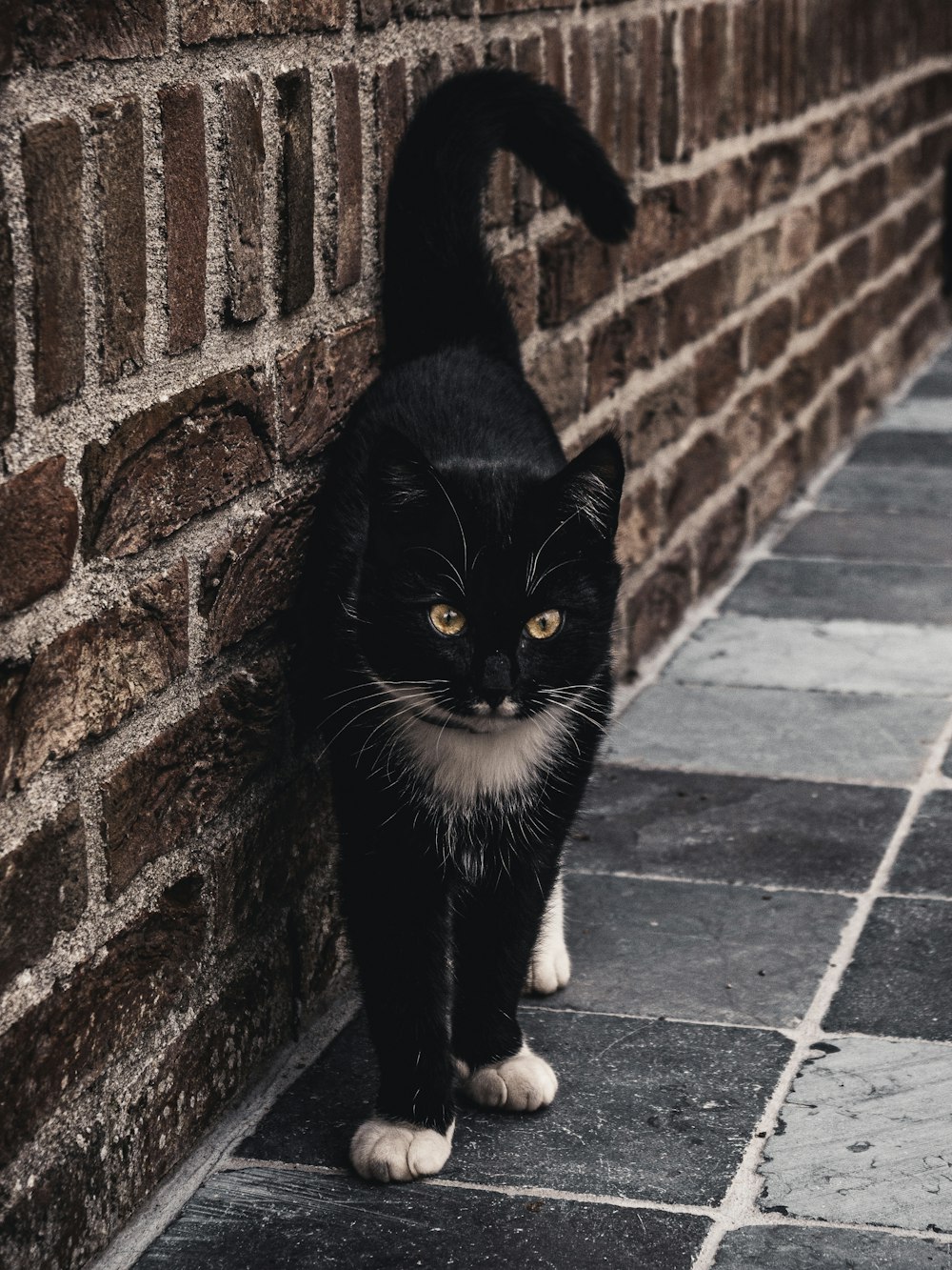 Gato negro de pelaje corto cerca de la pared de ladrillo marrón