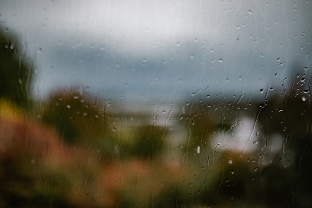 macro photography of water drops