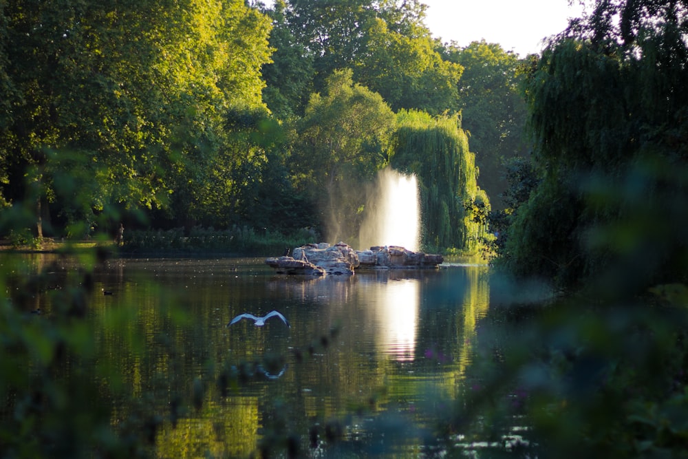 trees and body of water