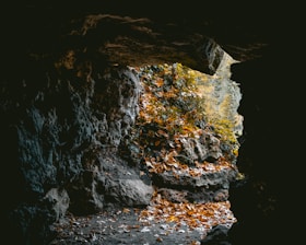brown leaves on ground near cave during daytime