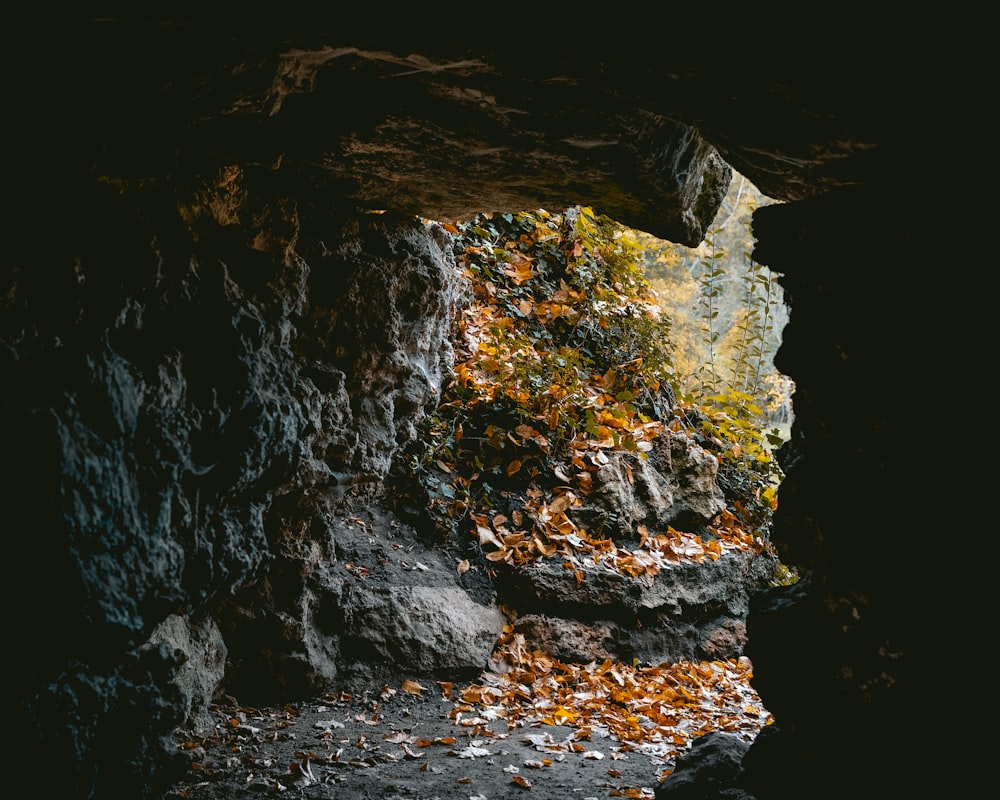 brown leaves on ground near cave during daytime