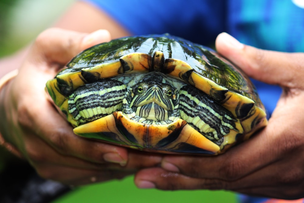 black and brown turtle