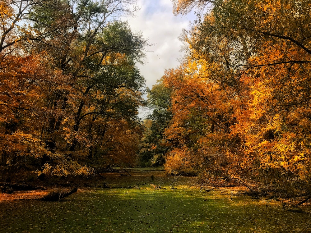 trees and grass during day