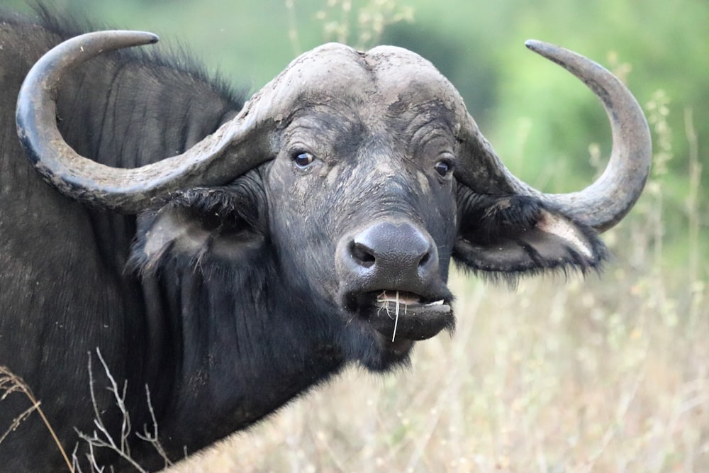 adult water buffalo eating grass during day