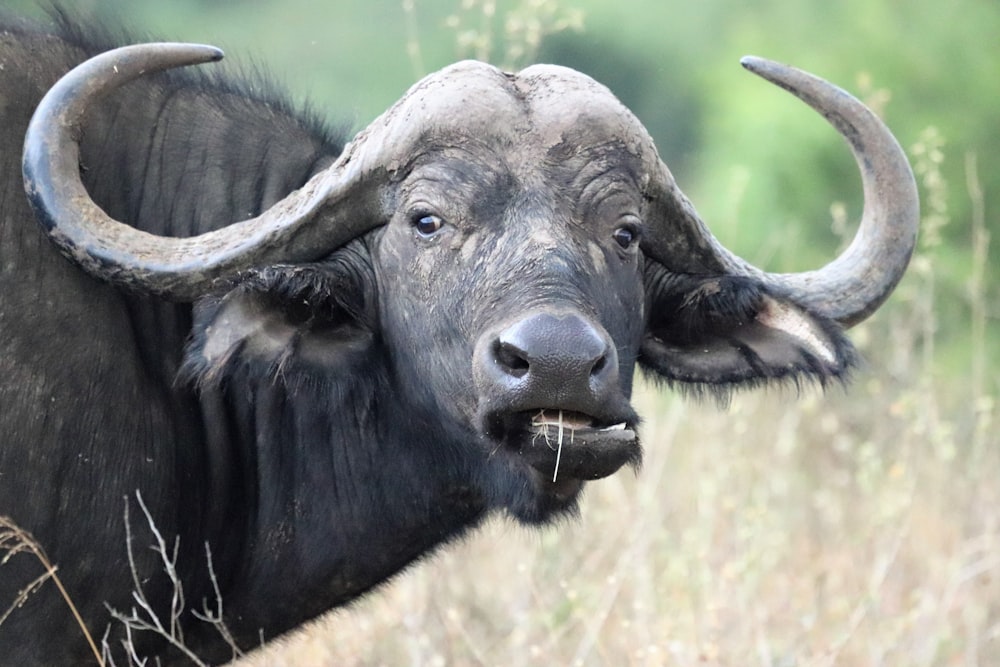 búfalo de agua adulto comiendo hierba durante el día