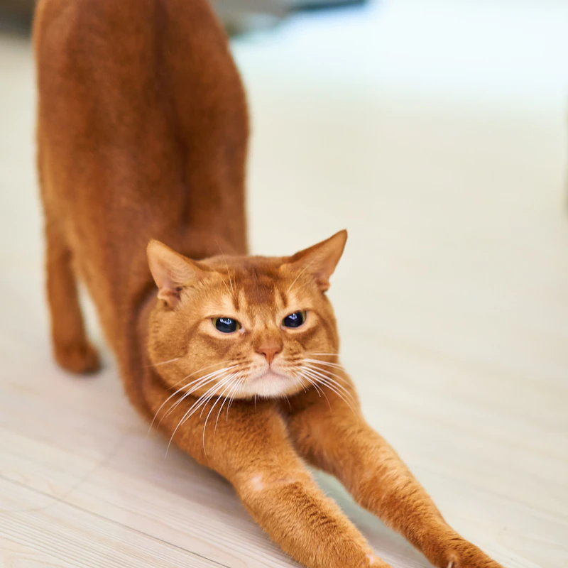 Biscuit, a orange cat