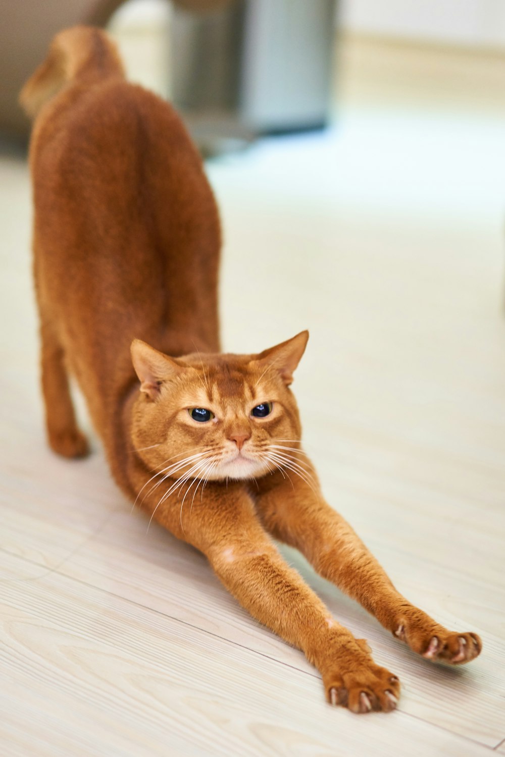 gato naranja que se estira sobre una superficie blanca