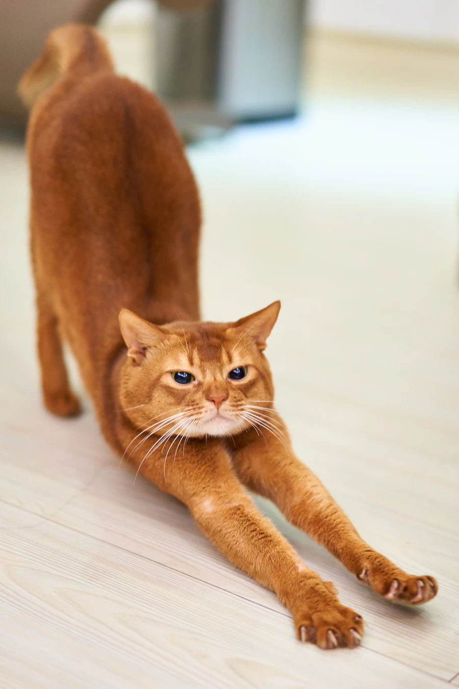 Cat looking toward a clean water area