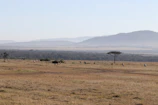 A panoramic view of the Maasai Mara plains dotted with grazing zebras and wildebeests.