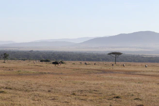A panoramic view of the Ngorongoro Crater filled with grazing animals.