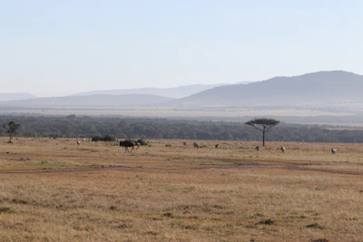A panoramic view of the Ngorongoro Crater filled with grazing animals.