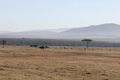 A panoramic view of the Maasai Mara plains dotted with grazing zebras and wildebeests.