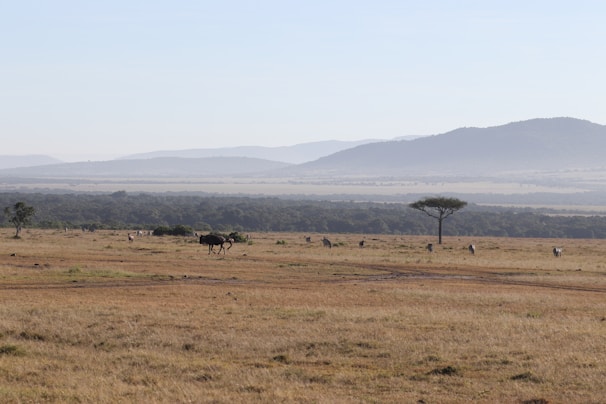 Wildlife grazing peacefully in a savannah, with a distant biker silhouette.