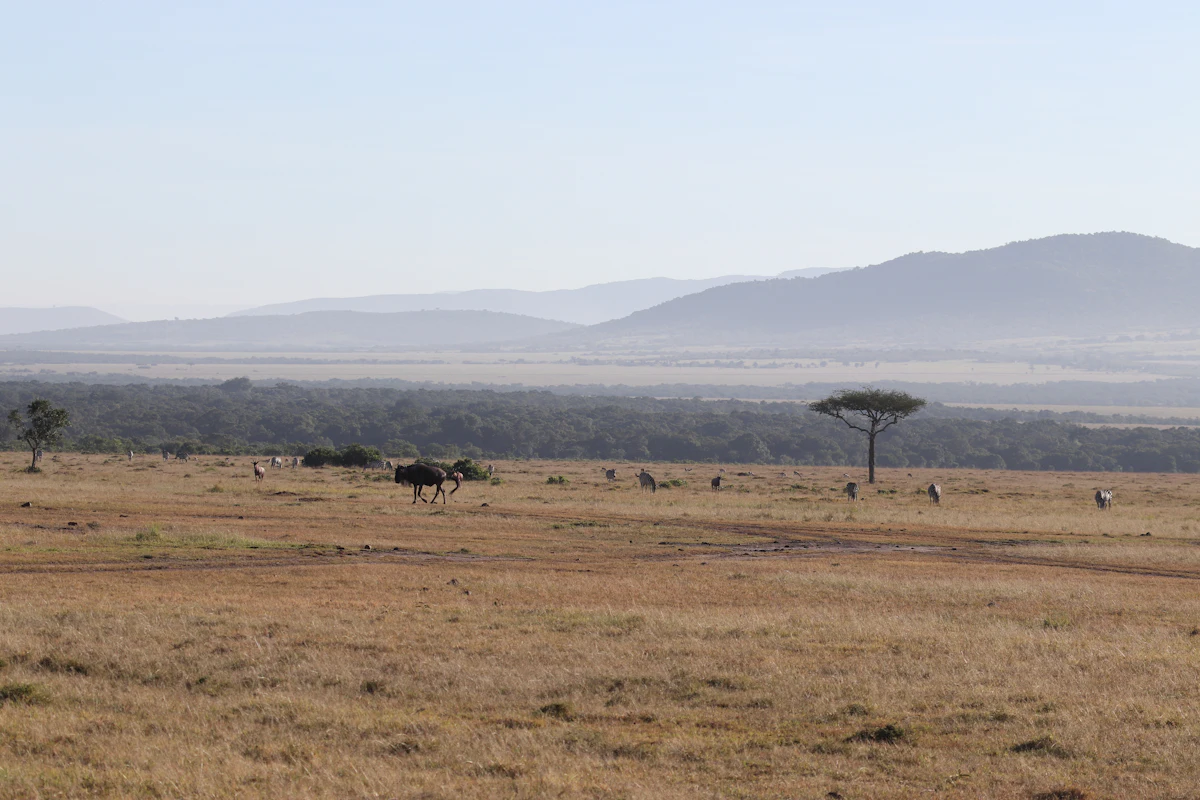 A wildebeest and other grazers on dry grassland in the Maasai Mara, with a lone acacia and hazy hills behind