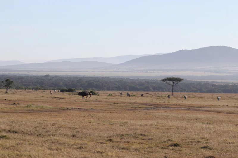 7 Days Great Migration Safari