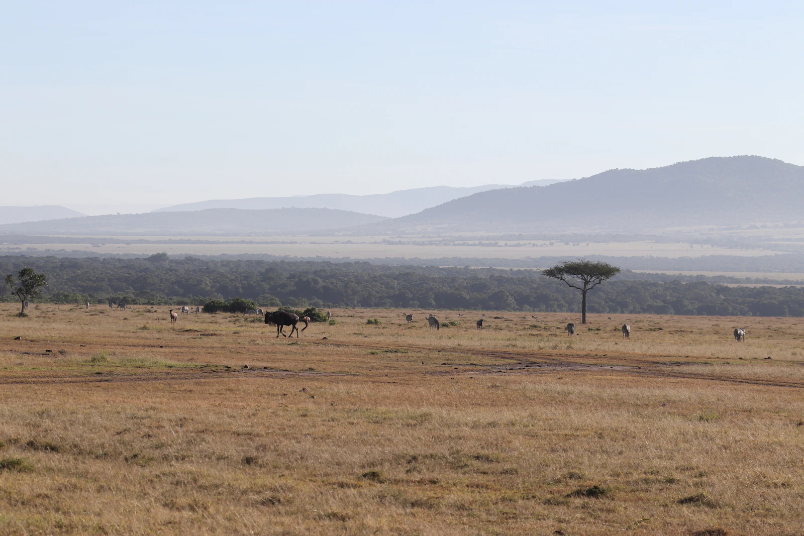 Wildlife grazing in the Masai Mara National Reserve