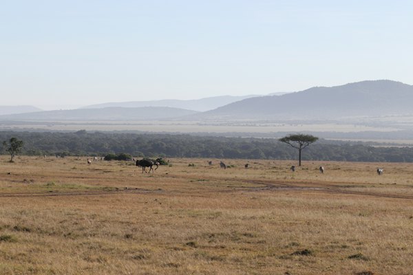 Animals during day — Masai Mara, Kenya
