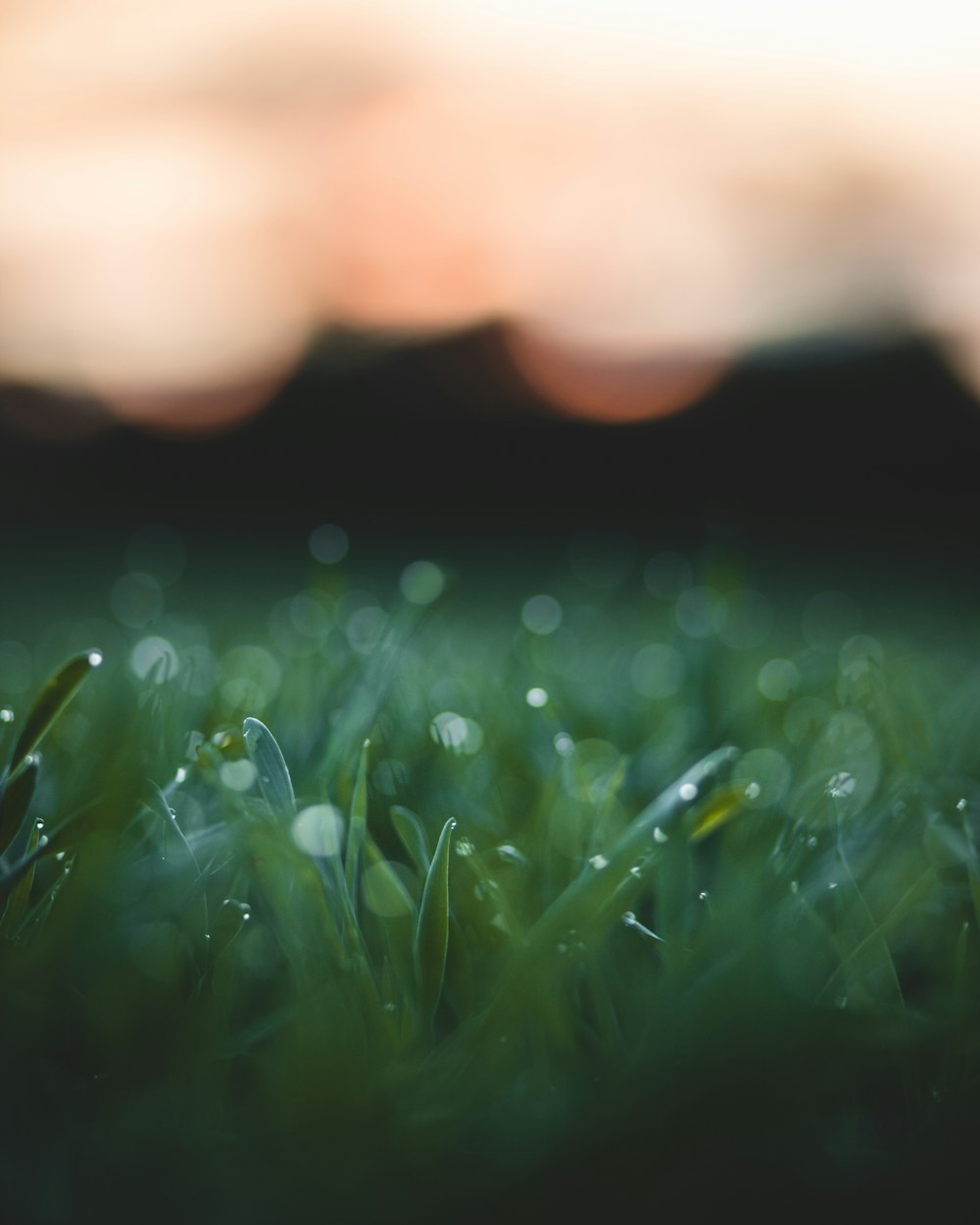 a blurry photo of grass with drops of water on it