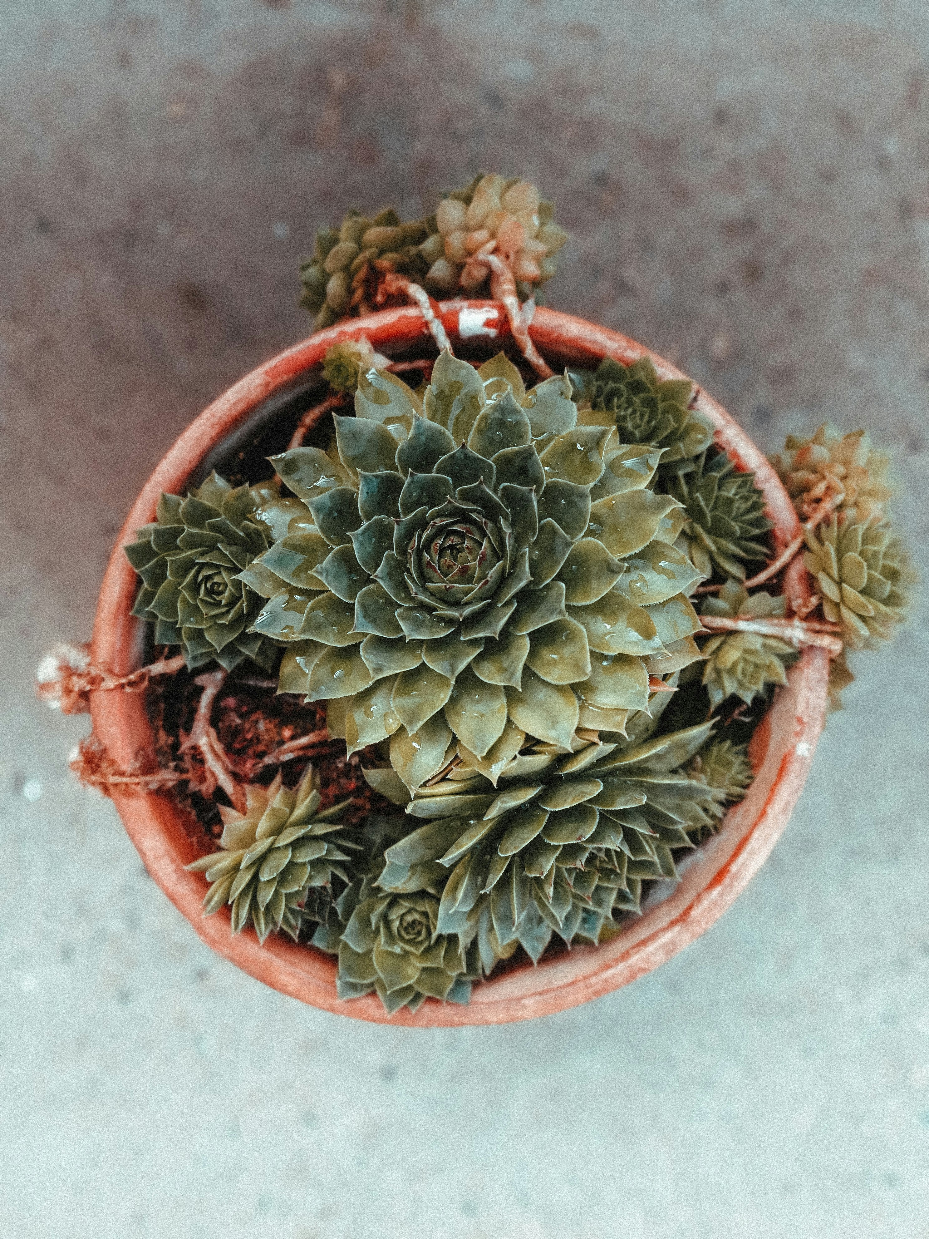 green succulent plant in orange pot