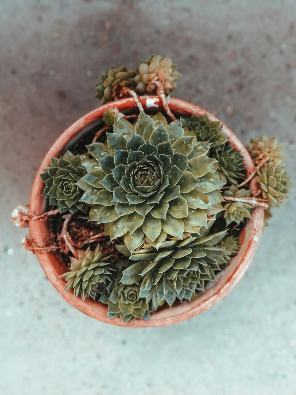 green succulent plant in orange pot