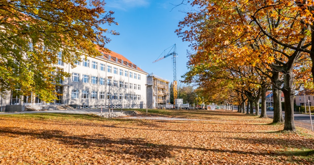 white building and yellow trees