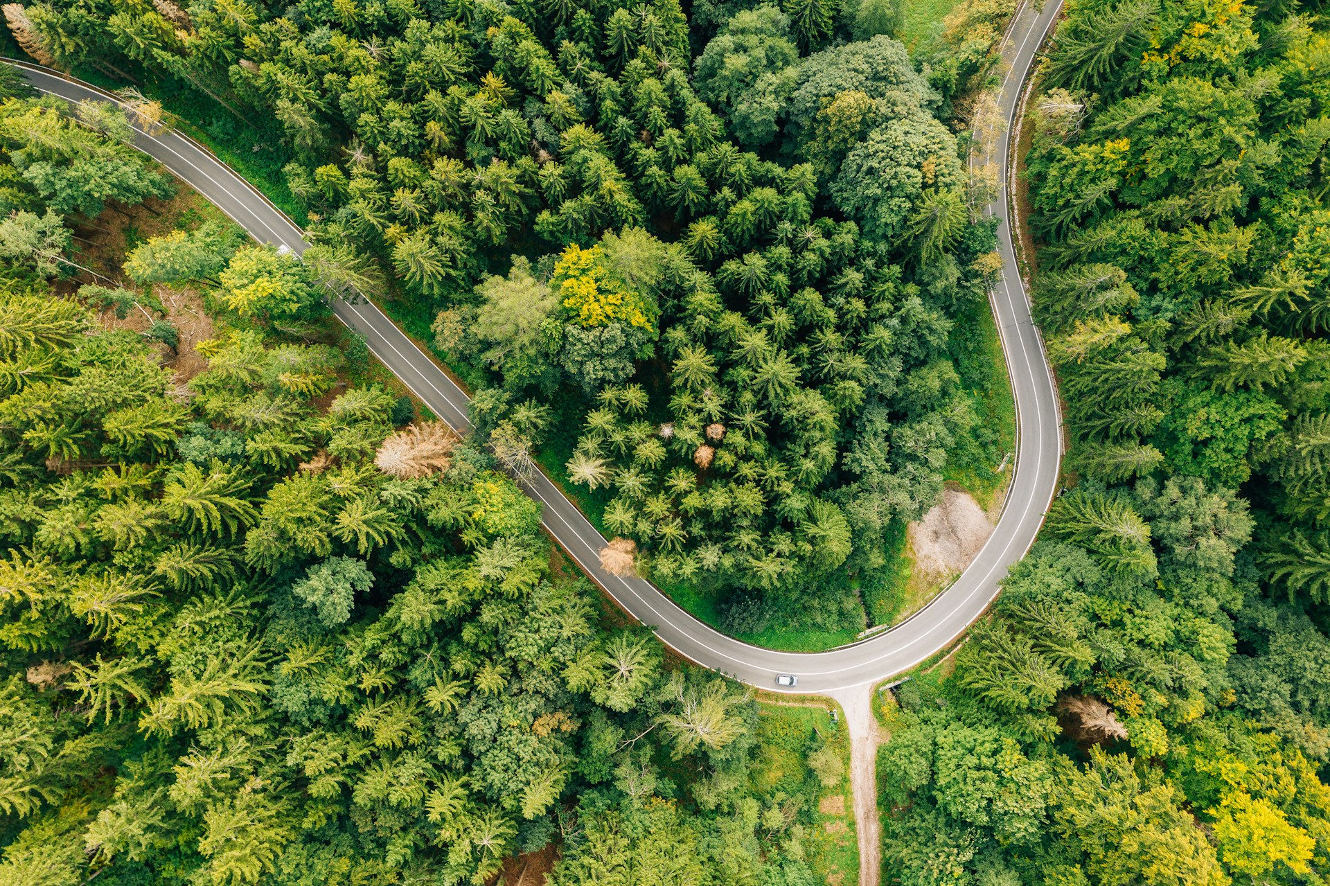 top view photography of pine trees and road