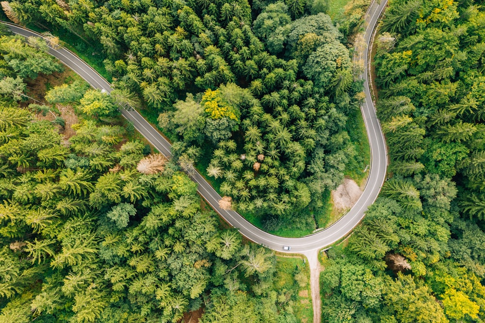 Vista superior fotografia de pinheiros e estrada