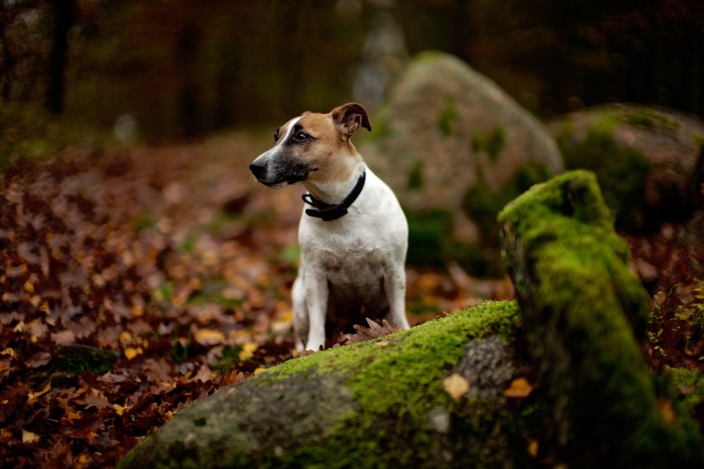 white and tan dog