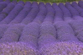 Vast rows of vibrant purple lavender plants stretch across a field, creating a sense of symmetry and order. The lush greenery beneath and surrounding the plants enhances their rich color.