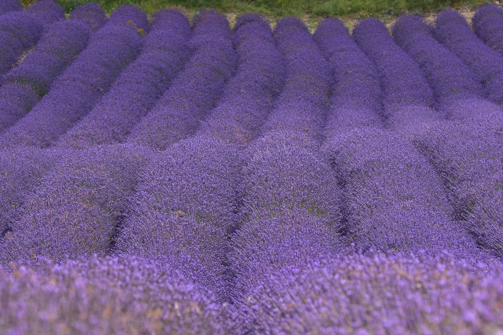 purple flower field