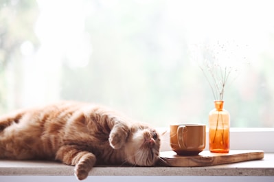 Close-up of a steaming cup of moringa-based tea beside a relaxed cat on a cozy windowsill