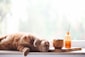 orange tabby cat