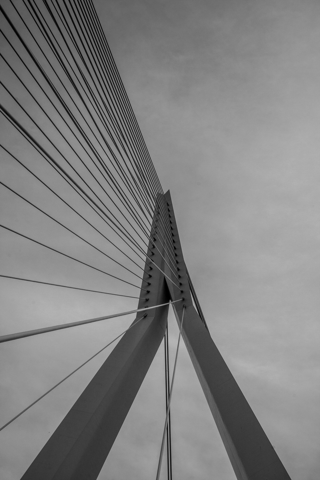 Cable-stayed bridge photo spot Rotterdam Erasmusbrug