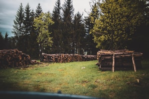 Stacks of cut logs are arranged on a grassy field surrounded by tall trees on a cloudy day. The logs are neatly piled, suggesting recent logging activity, and the trees in the background are dense and evergreen.