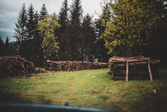 Stacks of cut logs are arranged on a grassy field surrounded by tall trees on a cloudy day. The logs are neatly piled, suggesting recent logging activity, and the trees in the background are dense and evergreen.