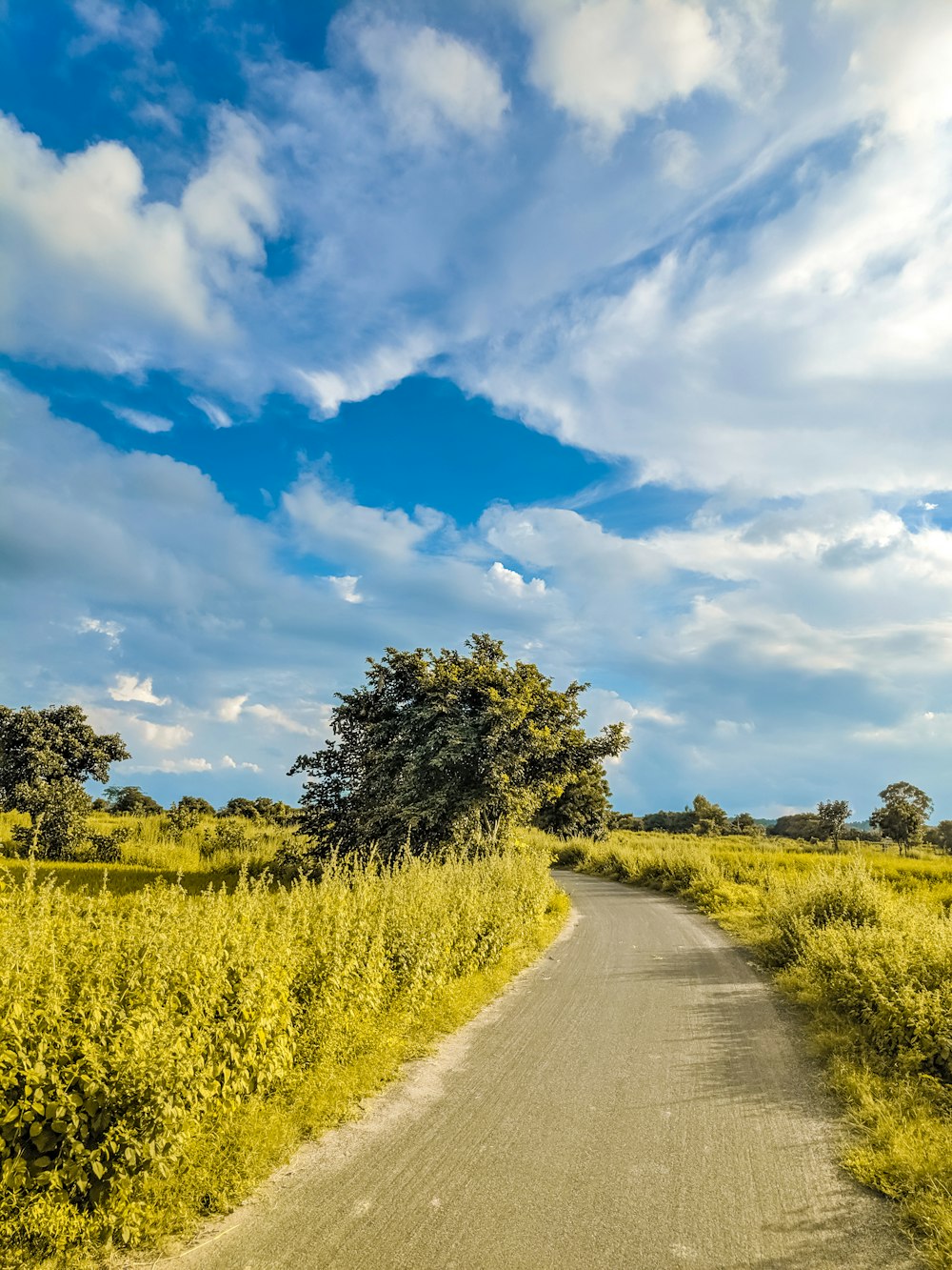 gray dirt road with grasses beside