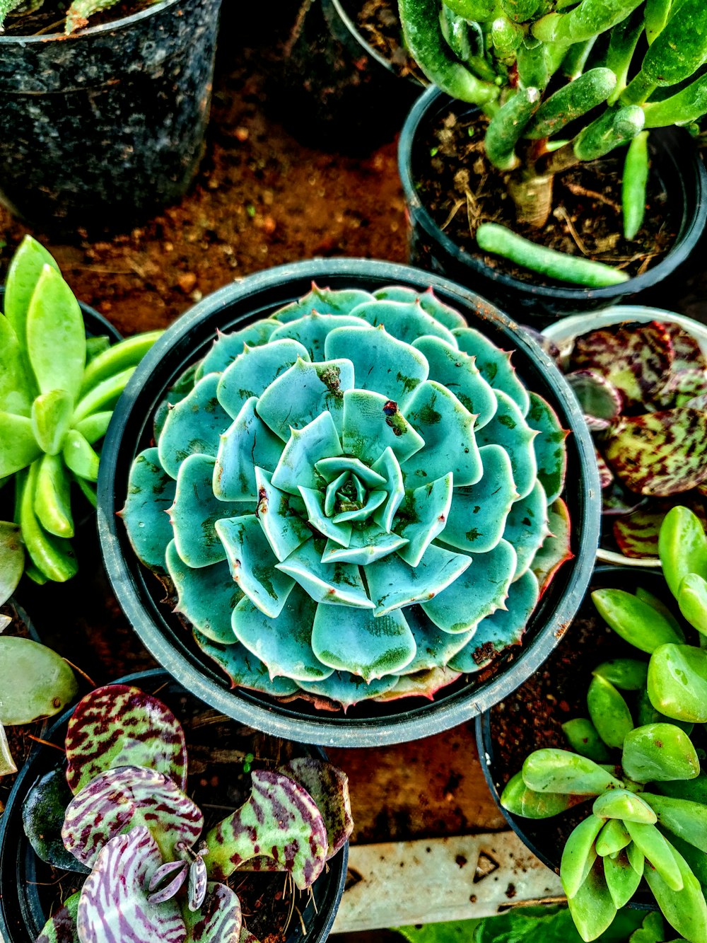 green-leafed plant