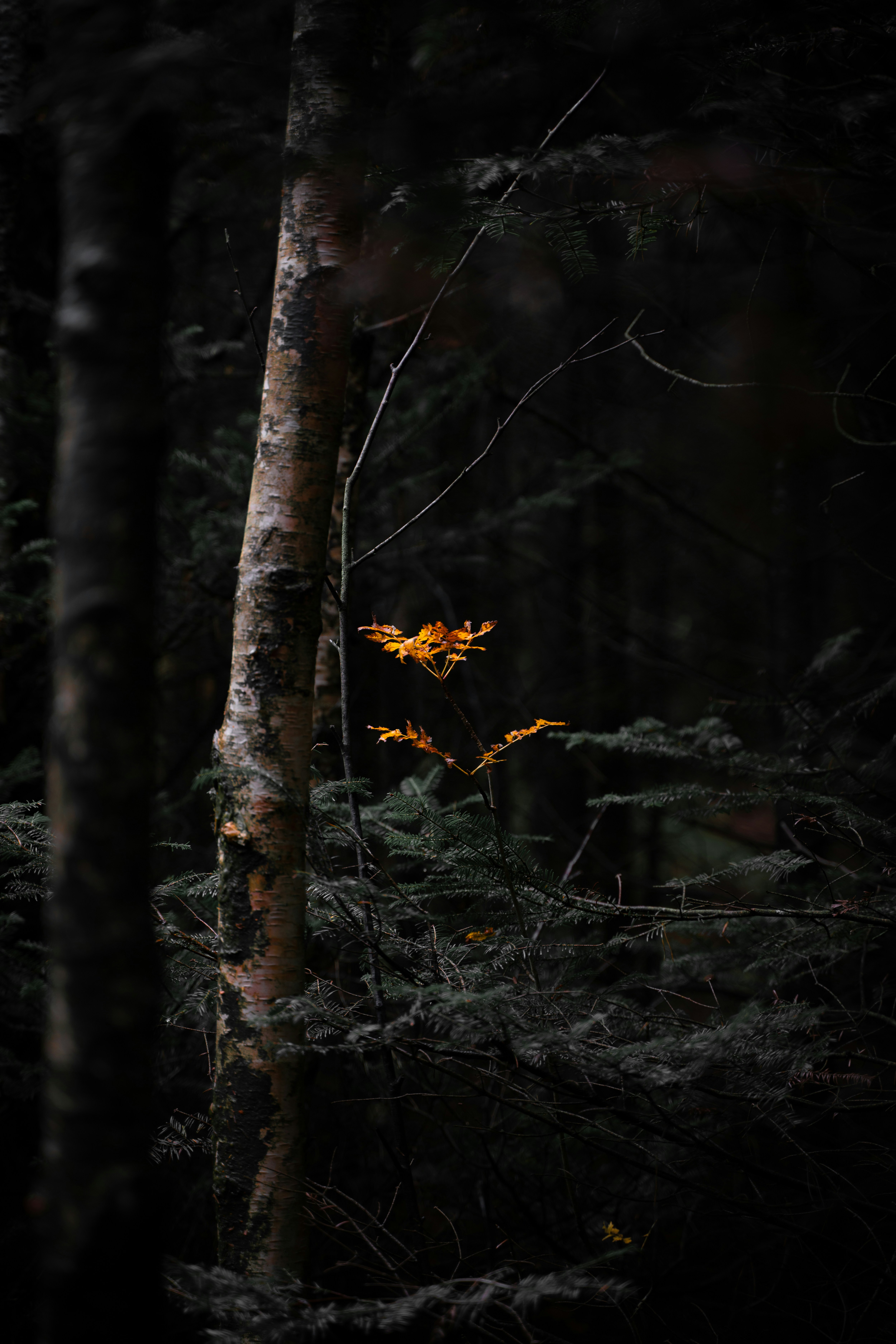 Photo by danieltafjord