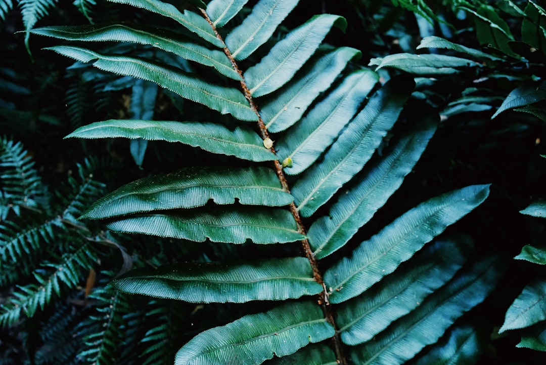 Jungle photo spot Melbourne Dandenong Ranges