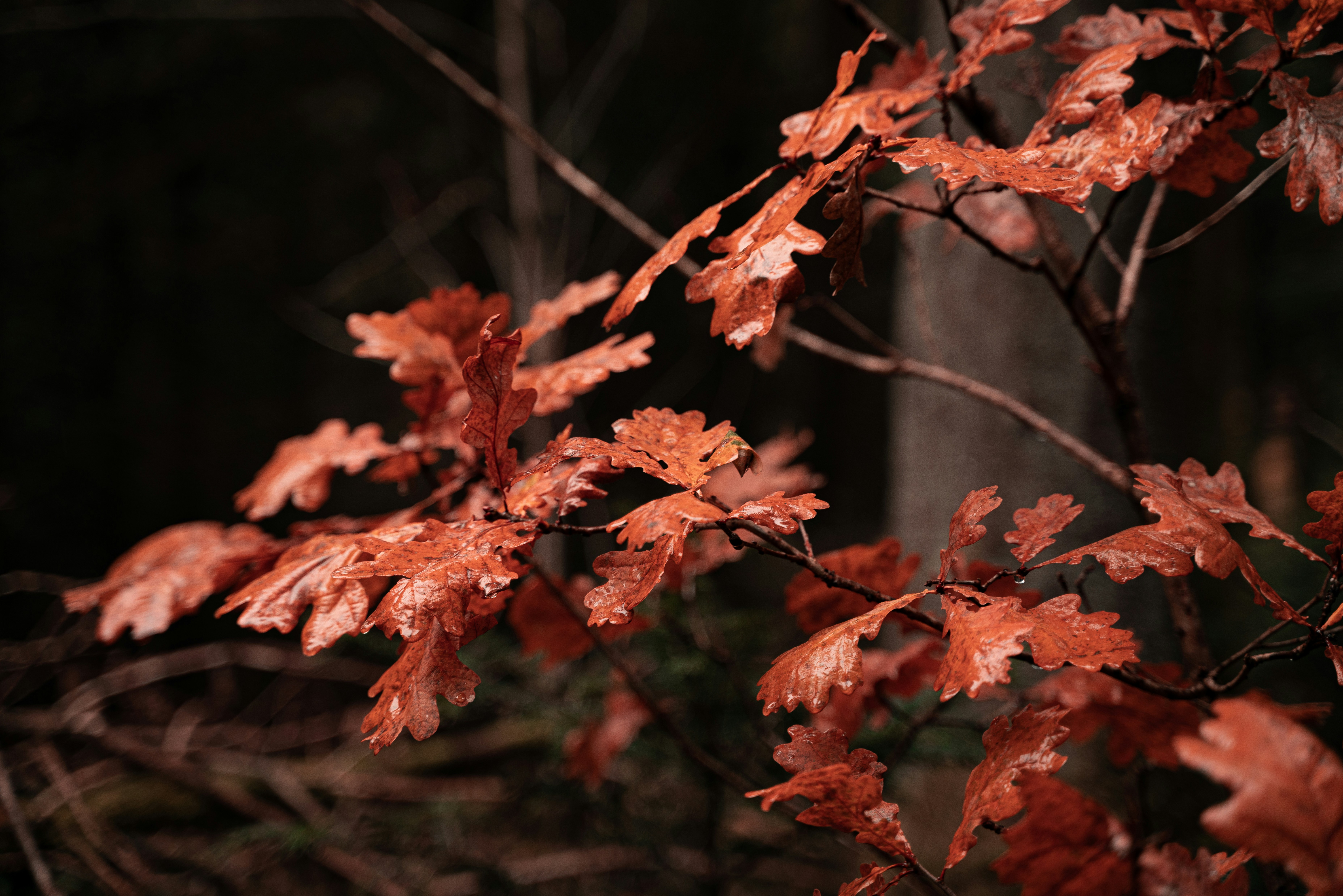 Photo by danieltafjord