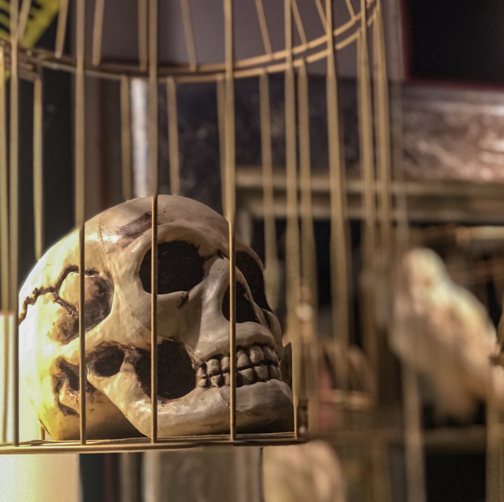 human skull in cage