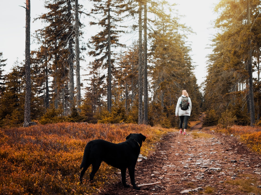 black dog near walking person between trees