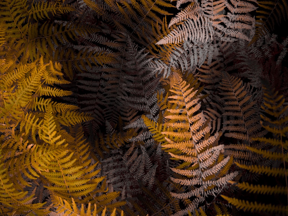 shallow focus photo of brown leaves