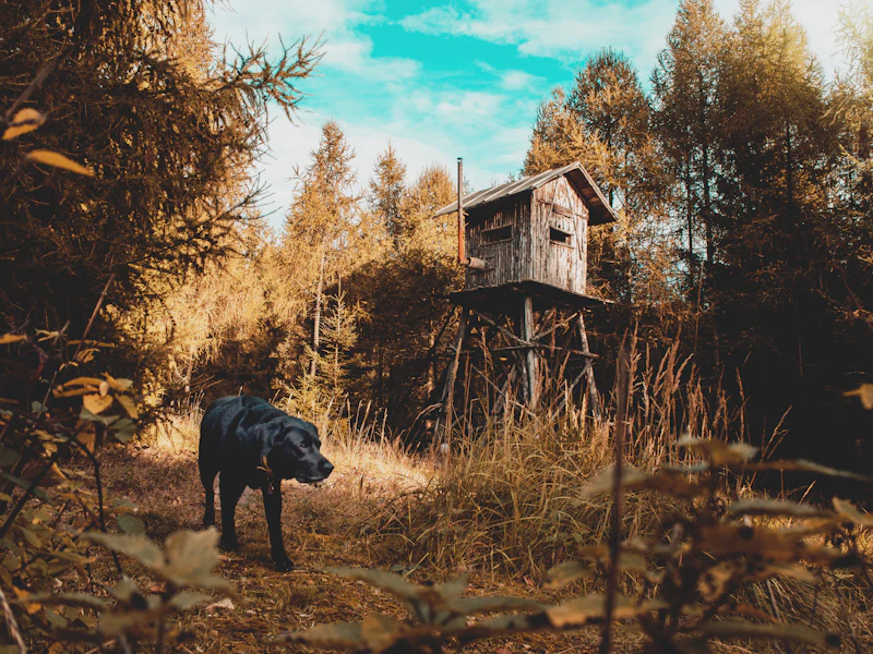 Tucker in autumn undergrowth near a hunting high seat