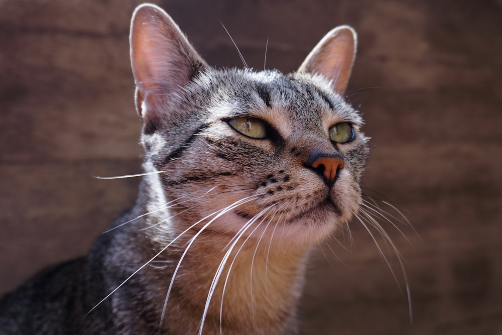 brown tabby cat