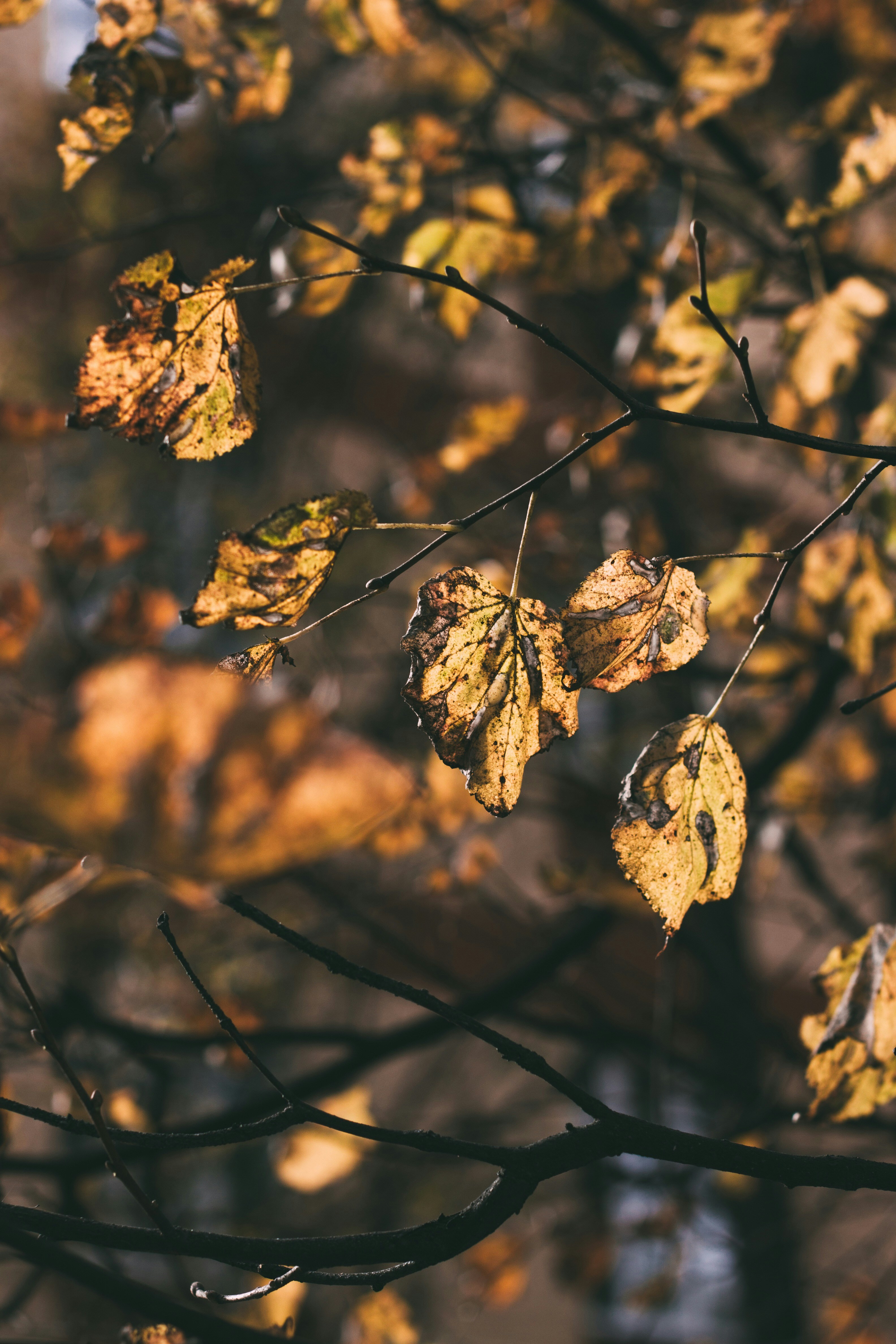 Photo by rolig_basseng